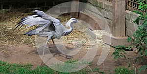 Grey grous anthropoides running on farm with wide open wings