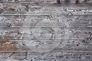 The grey grunge old wood texture abstract background.