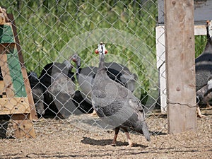 Grey Guinea fowl in a bird`s yard on a Sunny summer day