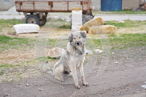 A grey hairy beautiful dog just in front of a tractor trailer a