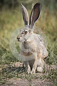 Grey Hare