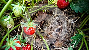Grey hare among ripe strawberries