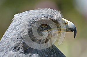Grey Hawk head