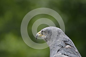 Grey Hawk head