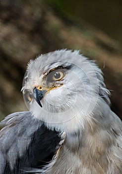 grey hawk