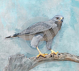 Grey Hawk Painted Perched on Branch blue sky