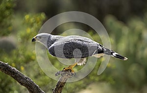 Grey Hawk Perched on Branch profile view green background