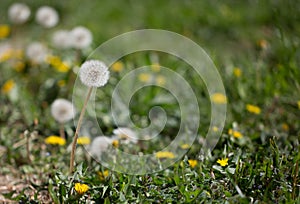 Grey hawkbit photo