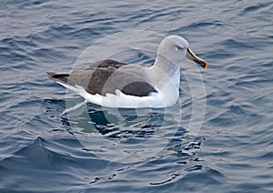 Grey-headed Albatross, Thalassarche chrysostoma