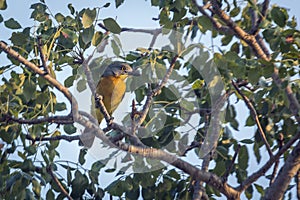 Grey headed Bushshrike in Kruger National park, South Africa