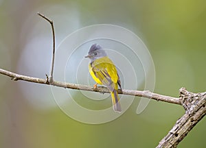 Grey-headed Canary-flycatcher (Culicicapa ceylonensis)