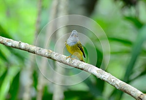 Grey-headed Canary- flycatcher (Culicicapa ceylonensis)