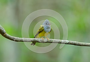 Grey-headed Canary- flycatcher (Culicicapa ceylonensis)