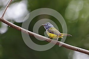 Grey-headed canary-flycatcher Culicicapa ceylonensis, sometimes known as the grey-headed flycatcher, is a species