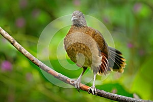 Grey-headed chachalaca, Ortalis cinereiceps, art view, exotic tropic bird in forest nature habitat, pink and orange flower tree, d