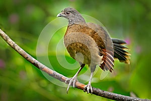Grey-headed chachalaca, Ortalis cinereiceps, art view, exotic tropic bird in forest nature habitat, pink and orange flower tree, d
