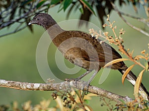 Grey-headed Chachalaca - Ortalis cinereiceps bird of the family Cracidae, related to the Australasian mound builders, breeds in