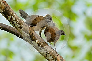 Grey-headed chachalaca, Ortalis cinereiceps, bird love, exotic tropic bird, forest nature habitat, pink and orange flower tree, de