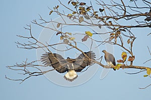 Grey Headed Fish Eagle Flying into Perch