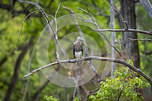Grey headed Fish Eagle or Ichthyophaga ichthyaetus bird peched high on branch in natural scenic green background during safari at