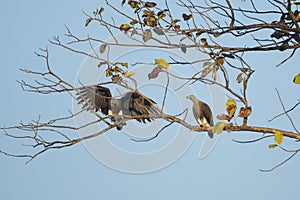 Grey Headed Fish Eagle Landing on Branch