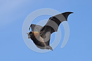 Grey-headed Flying Fox