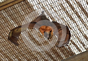 Grey Headed Flying Fox