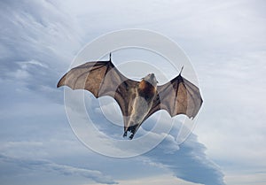 Grey headed flying fox