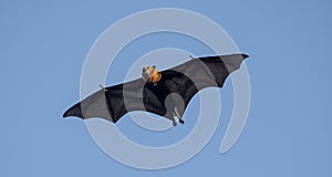 Grey headed flying fox bat.