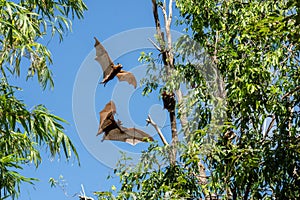 Grey-headed flying fox bat