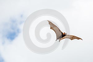 Grey-headed flying fox bat