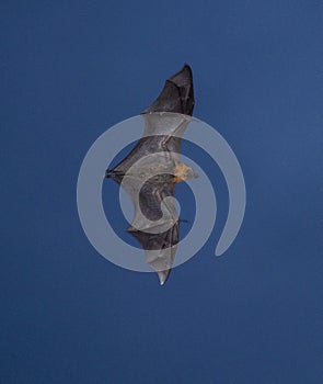 Grey headed flying fox .