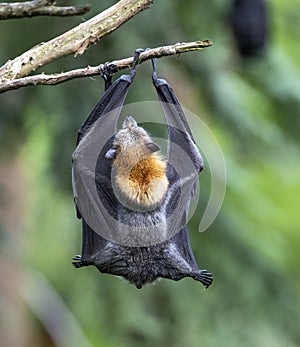 Grey headed flying fox fruit bat.