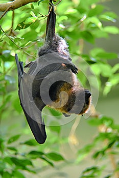 The grey-headed flying fox hanging upside down on a tree branch