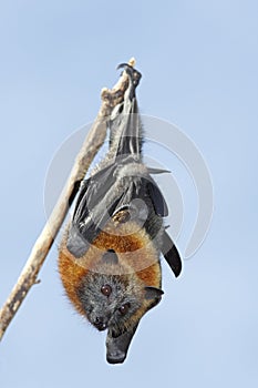 Grey Headed Flying Fox, Pteropus poliocephalus