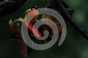 Grey-headed flying fox on the tree upside down eating fruit
