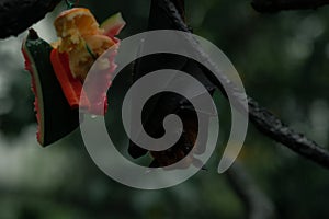 Grey-headed flying fox on the tree upside down next to the fruit