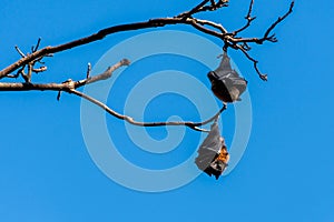 Grey-headed flying foxes hanging in a tree. Australian native animal mega bat