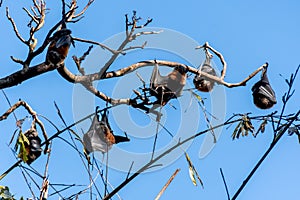 Grey-headed flying foxes hanging in a tree. Australian native animal mega bat