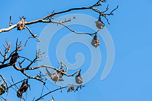 Grey-headed flying foxes hanging in a tree. Australian native animal mega bat