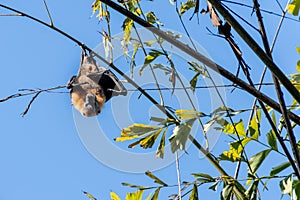 Grey-headed flying foxes hanging in a tree. Australian native animal mega bat