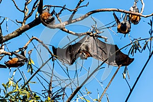 Grey-headed flying foxes hanging in a tree. Australian native animal mega bat