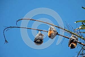 Grey-headed flying foxes hanging in a tree. Australian native animal mega bat