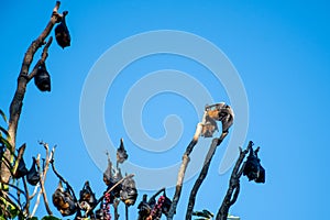 Grey-headed flying foxes hanging in a tree. Australian native animal mega bat