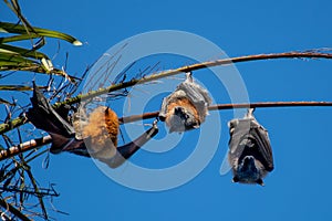 Grey-headed flying foxes hanging in a tree. Australian native animal mega bat