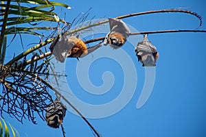 Grey-headed flying foxes hanging in a tree. Australian native animal mega bat