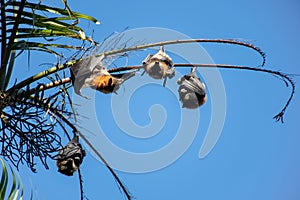 Grey-headed flying foxes hanging in a tree. Australian native animal mega bat