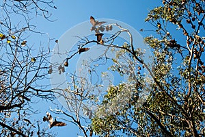 Grey-headed flying foxes hanging in a tree. Australian native animal mega bat