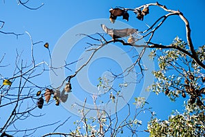 Grey-headed flying foxes hanging in a tree. Australian native animal mega bat