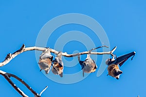 Grey-headed flying foxes hanging in a tree. Australian native animal mega bat